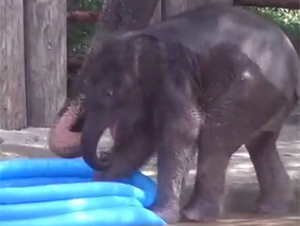 Bebé elefante que juega en la piscina