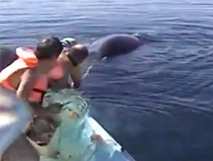 Ballena rescatada en el Mar de Cortez. Ve cómo les dio las gracias!