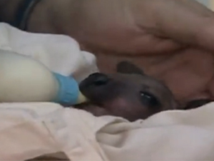 Una Bebé Canguro de Sólo 8 Días de Edad fue Abandonada – Hasta que Este Individuo Apareció