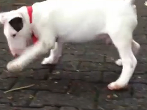 Sobrecarga de Preciosura! Cuando un Perro se Encuentra con un Cangrejo, Lo que sucede es demasiado Lindo.