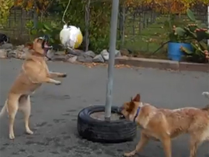 Dos perros Encantadores Participan en el Juego de Pelota más Lindo que Jamás Hemos Visto – Ayyyy!