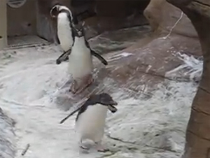 Un Pequeño Pingüino Descubre una Mariposa – Después Sucedió la Cosa más Linda