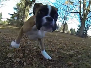 Este Perrito de Dos piernas es una Inspiración para Todos – ¡Vídeos que Hacen Sentir Bien!