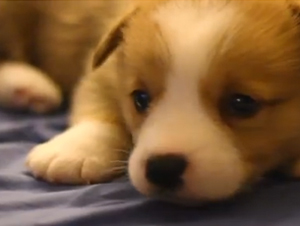 Dios Nos Dio Cachorros para que Pudiéramos Sonreír – Tan Lindo