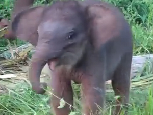 Esta Pequeña Elefante Ya Era Preciosa, Pero Cuando Descubriió Cómo Usar Su Trompita, ¡GUAU!