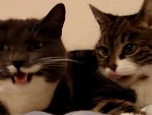 Estos Dos Gatos Disfrutan de la Conversación más Linda del Mundo – Videos Lindos