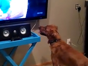 Usted no Encontrará un Mejor Aficionado de Deportes que Este Cachorro Emocionado