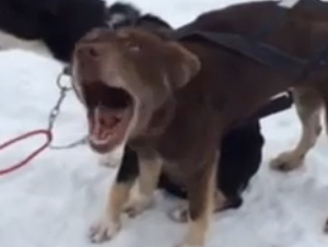 Perro Graciosísimo Suena Como Que Dice – "Bla, Bla, Bla, Bla"