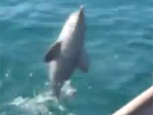 Pescador Rescata a un Bebé Delfín…¡y Recibe el Mejor Agradecimiento del Mundo!