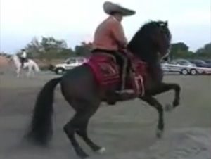 Nunca Hemos Visto una Presentación del Evangelio como Está – Magníficos Caballos En Toda su Fuerza y Esplendor