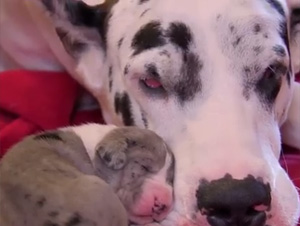 La Verdad Sobre estos Cachorros es Que… ¡Son Simplemente Preciosos!