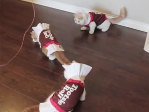 Gatitos Vestidos Como Chiclosos de Chocolate Le Deleitarán