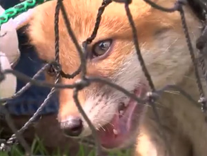 Cómo fue Capturado este Cachorro de Zorro es Desgarrador. ¡Pero Su Rescate es Maravilloso!