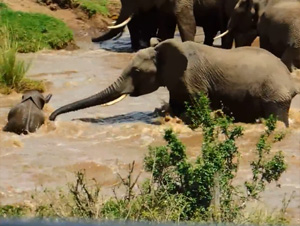 Cómo este Bebé Elefante Logró Llegar a Salvo a la Orilla, Me Tenía en el Borde de mi Asiento. ¡Guau!