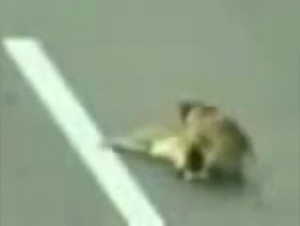 Un Perro de la Calle Rescata a Otro Perro de Morir – ¡Esto es Increíble!