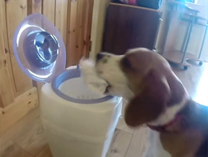 Este Cachorro Demuestra que es el Mejor Amigo de MAMÁ. ¡Se Merece Cada Uno de los ‘Chócala’ que Ella le Da!