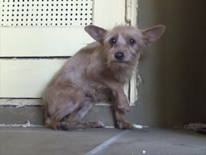 Una Simple Llamada por Teléfono le Salva la Vida a Este Perrito – ¡Usted no Va a Creer lo que Hace un Poco de Paciencia y Amor!