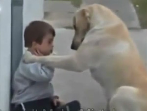 Perro Cuida a Su Niño Humano– ¡Y Tiene  Que Ver Cómo Ganó Su Corazón!