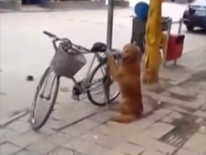 El Mejor Perro del Mundo Protege la Bicicleta – Después Hace Algo Tan Divertido