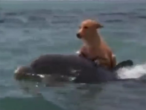 Delfin Salva a un Perro de Ser Comido por un Tiburón – ¡Tan Maravilloso!