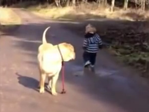 Este Perro Lleva a Pasear a su Niño – ¡Ay, Demasiado Hermoso!