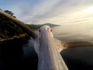 Este Pelícano Volvió a Aprender a Volar Sobre el Mar – ¡Pero Cómo lo Sabemos le Sorprenderá!