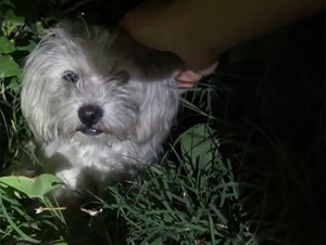 Esta Dulce Perrita Estaba Asustada y Sin Hogar. ¡Pero su Rescate Causó Como Fuegos Artificiales en mi Corazón de tanta Alegría!