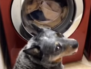 Este Perro Ovejero Espera 45 Minutos Para que Salga Algo Muy Importante de la Lavadora Automática.