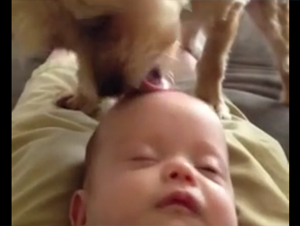 Este Perrito Tiene una Manera Inusual de Poner su Bebé a Dormir. ¡Y es Precioso!