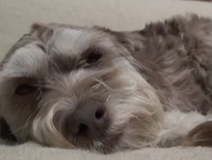 Este Pobre Perro Estaba Agotado y Asustado. ¡Pero Este Dramático Rescate Tuvo el Final Más Dulce!