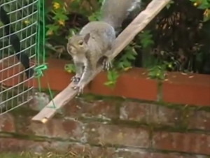 No Va a Creer lo que Este Hombre ha Creado en su Jardín. ¡Es Demasiado Chistoso!