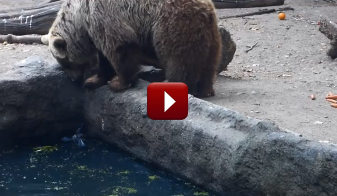 Lo Que Este Oso Hizo al 1:28 con el Pájaro Indefenso en el Agua, ¡Le Sorprenderá!