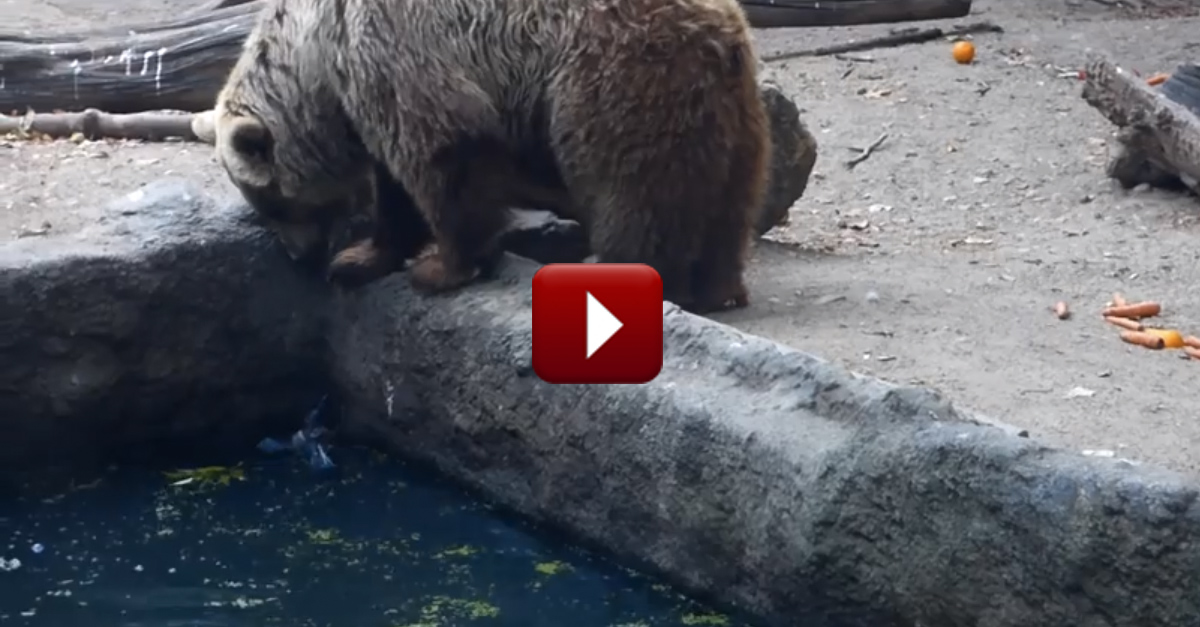 Lo Que Este Oso Hizo al 1:28 con el Pájaro Indefenso en el Agua, ¡Le Sorprenderá!