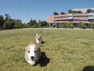 Cuando Estos Cachorros Corgi Invaden este Campus, ¡Es una Completa Sobrecarga de Lindura! – Videos Lindos