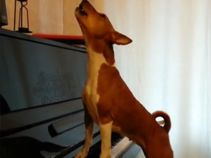 Estará Resonando de Alegría Cuando Escuche a Este Cachorro y Su EXTRAORDINARIO Talento – Videos Lindos