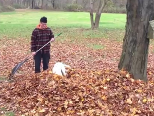 Este Perrito Alegre Disfruta del Mejor Momento, En un Montón de Hojas – ¡Tan Lindo!