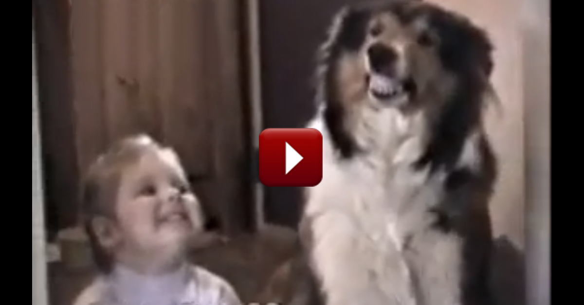 Perrito Bueno Se Prepara Para la Foto – ¡No Puedo Creer lo que Hace Cuando le Dicen ‘Sonríe’!