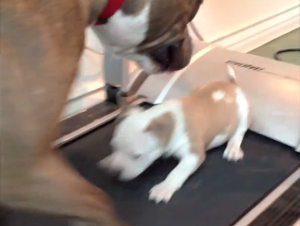 Este Precioso Cachorro de Pit Bull Va al Gimnasio por Primera Vez –  ¡Le Hará Reír en Voz Alta!