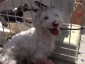 Este Pobre Perro Estaba a Centímetros de la Muerte Y Aterrorizado de los Humanos. ¡Rescate Dramático!