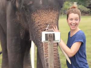 Lo que Este Elefante Hace con un Teléfono Celular es Increíble. ¡Apenas Puedo Encender el Mío!