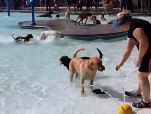 Parque Acuático Hace La Fiesta de Piscina Más Linda del Mundo