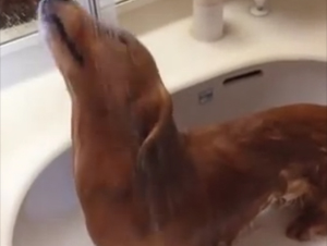 Decidieron Darle Un Baño a Su Perro ¡Y Qué Extravagante Experiencia Fue Esta! – Demasiado Lindo