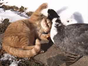 Dos Gatos Son Los Mejores Amigos De Un Bello Pato – Videos Lindos