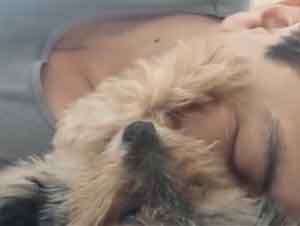 Perrito Juguetón Acaricia a Su Humano. AWW! – Videos Lindos