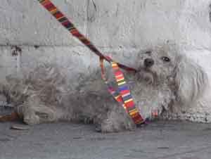 Este Perro Sin Hogar Demuestra Increíble Gratitud A Sus Rescatistas