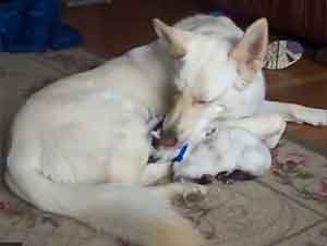 Mamá Perro Ama a Su Nuevo Bebé Chivato