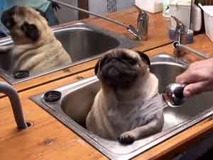 A Este Precioso Pug Le Encanta Su Baño en el Fregadero. AWW!