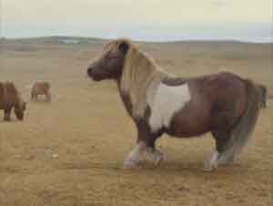 El Secreto De Este Divertido Pony Alegrará Su Día