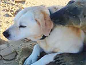 Esta Amistosa Foca Abraza A Un Perro En La Playa y Sorprende a Todos – ¡Demasiado Lindo!