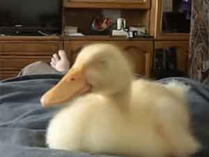 Es Sólo un Video de Un Patito Roncando, Pero Le Hará Su Día